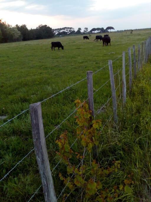Aigues Mortes Studio De Vacances En Camargue Kültér fotó