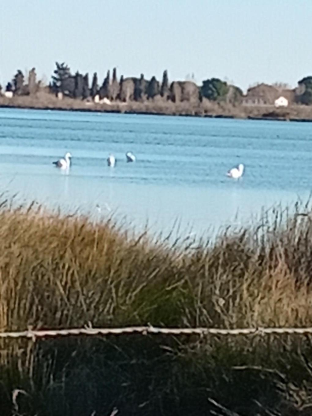 Aigues Mortes Studio De Vacances En Camargue Kültér fotó